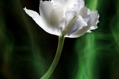 White Tulip