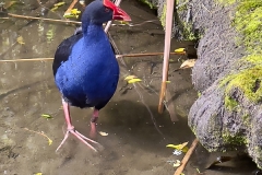 Australasian Swamphen