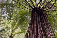 Tree Ferns