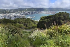 View of Wellington